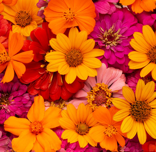 flower-avatar